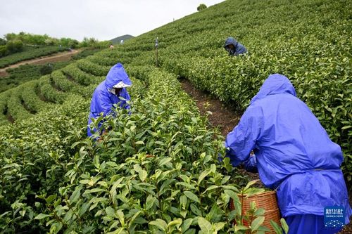 安徽廣德 茶旅融合促振興，茶葉加工煥生機