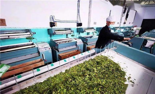 普安供電局 電亮古茶樹之鄉，服務黔茶第一春