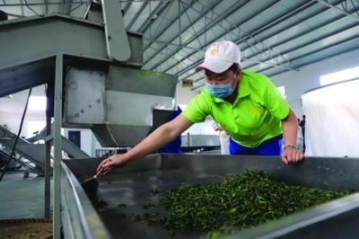 修文縣六屯鎮 以茶帶旅、以旅興茶、茶旅富民，譜寫鄉村振興新篇章