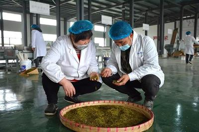 興仁 春茶飄香季，茶園開采忙